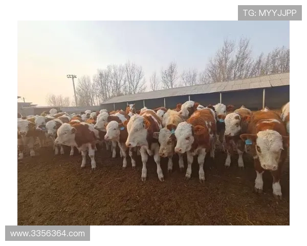 尊龙凯是人生就是博官网：全面解析游戏策略与玩家互动的最佳平台